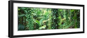 Vegetation Seychelles-null-Framed Photographic Print