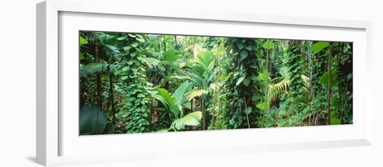 Vegetation Seychelles-null-Framed Photographic Print