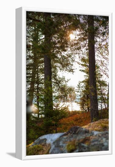 Vegetation, shore, lake, Lelång, Dalsland, Sweden-Andrea Lang-Framed Photographic Print