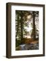 Vegetation, shore, lake, Lelång, Dalsland, Sweden-Andrea Lang-Framed Photographic Print