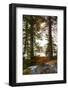 Vegetation, shore, lake, Lelång, Dalsland, Sweden-Andrea Lang-Framed Photographic Print