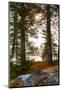 Vegetation, shore, lake, Lelång, Dalsland, Sweden-Andrea Lang-Mounted Photographic Print