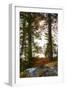 Vegetation, shore, lake, Lelång, Dalsland, Sweden-Andrea Lang-Framed Photographic Print