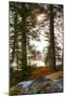 Vegetation, shore, lake, Lelång, Dalsland, Sweden-Andrea Lang-Mounted Photographic Print