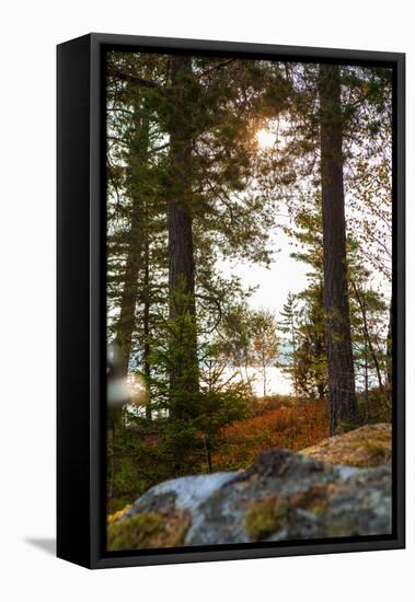 Vegetation, shore, lake, Lelång, Dalsland, Sweden-Andrea Lang-Framed Stretched Canvas