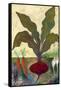 Veggie Garden II-Mehmet Altug-Framed Stretched Canvas
