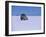 Vehicle Drives across the Crusted Salt of the Salar De Uyuni, the Largest Salt Flat in the World-John Warburton-lee-Framed Photographic Print