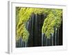 Veil Fall Water Cascading Down Sinter Deposits-null-Framed Photographic Print