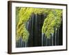 Veil Fall Water Cascading Down Sinter Deposits-null-Framed Photographic Print