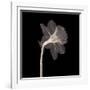 Veiled Blossom (Sepia)-null-Framed Art Print