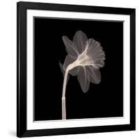 Veiled Blossom (Sepia)-null-Framed Art Print