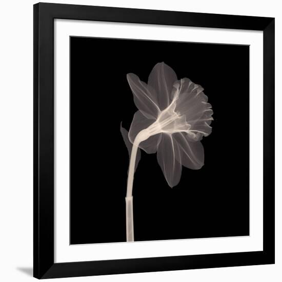 Veiled Blossom (Sepia)-null-Framed Art Print