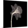 Veiled Blossom (Sepia)-null-Mounted Art Print