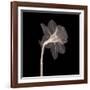 Veiled Blossom (Sepia)-null-Framed Art Print