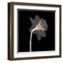 Veiled Blossom (Sepia)-null-Framed Art Print