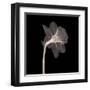 Veiled Blossom (Sepia)-null-Framed Art Print