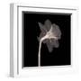 Veiled Blossom (Sepia)-null-Framed Art Print