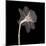 Veiled Blossom (Sepia)-null-Mounted Art Print