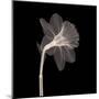 Veiled Blossom (Sepia)-null-Mounted Art Print