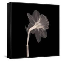 Veiled Blossom (Sepia)-null-Framed Stretched Canvas