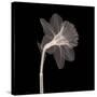 Veiled Blossom (Sepia)-null-Stretched Canvas