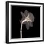 Veiled Blossom (Sepia)-null-Framed Art Print