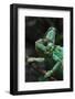 Veiled Chameleon (Chamaeleo Calyptratus), also known as the Yemen Chameleon. Wildlife Animal.-Vladimir Wrangel-Framed Photographic Print