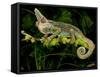 Veiled Chameleon, Chamaeleo Calyptratus, Native to Yemen-David Northcott-Framed Stretched Canvas