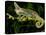 Veiled Chameleon, Chamaeleo Calyptratus, Native to Yemen-David Northcott-Stretched Canvas