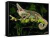 Veiled Chameleon, Chamaeleo Calyptratus, Native to Yemen-David Northcott-Framed Stretched Canvas