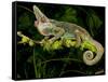 Veiled Chameleon, Chamaeleo Calyptratus, Native to Yemen-David Northcott-Framed Stretched Canvas