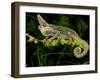 Veiled Chameleon, Chamaeleo Calyptratus, Native to Yemen-David Northcott-Framed Photographic Print