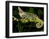 Veiled Chameleon, Chamaeleo Calyptratus, Native to Yemen-David Northcott-Framed Photographic Print