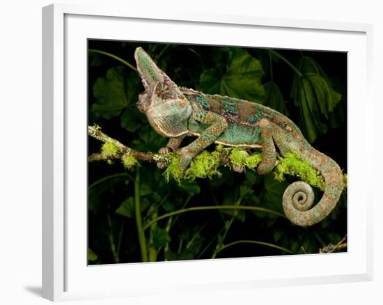 Veiled Chameleon, Chamaeleo Calyptratus, Native to Yemen-David Northcott-Framed Photographic Print