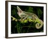 Veiled Chameleon, Chamaeleo Calyptratus, Native to Yemen-David Northcott-Framed Photographic Print