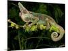 Veiled Chameleon, Chamaeleo Calyptratus, Native to Yemen-David Northcott-Mounted Photographic Print