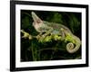 Veiled Chameleon, Chamaeleo Calyptratus, Native to Yemen-David Northcott-Framed Photographic Print