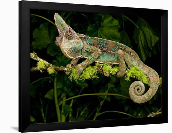 Veiled Chameleon, Chamaeleo Calyptratus, Native to Yemen-David Northcott-Framed Photographic Print