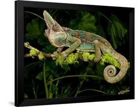 Veiled Chameleon, Chamaeleo Calyptratus, Native to Yemen-David Northcott-Framed Photographic Print