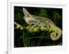 Veiled Chameleon, Chamaeleo Calyptratus, Native to Yemen-David Northcott-Framed Photographic Print