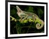 Veiled Chameleon, Chamaeleo Calyptratus, Native to Yemen-David Northcott-Framed Photographic Print