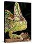 Veiled Chameleon, Chamaeleo Calyptratus, Native to Yemen-David Northcott-Stretched Canvas