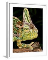 Veiled Chameleon, Chamaeleo Calyptratus, Native to Yemen-David Northcott-Framed Photographic Print