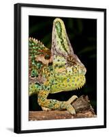 Veiled Chameleon, Chamaeleo Calyptratus, Native to Yemen-David Northcott-Framed Photographic Print