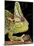 Veiled Chameleon, Chamaeleo Calyptratus, Native to Yemen-David Northcott-Mounted Photographic Print