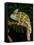 Veiled Chameleon, Chamaeleo Calyptratus, Native to Yemen-David Northcott-Framed Stretched Canvas