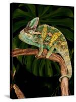 Veiled Chameleon, Chamaeleo Calyptratus, Native to Yemen-David Northcott-Stretched Canvas