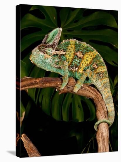 Veiled Chameleon, Chamaeleo Calyptratus, Native to Yemen-David Northcott-Stretched Canvas