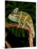 Veiled Chameleon, Chamaeleo Calyptratus, Native to Yemen-David Northcott-Mounted Photographic Print