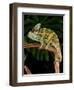 Veiled Chameleon, Chamaeleo Calyptratus, Native to Yemen-David Northcott-Framed Photographic Print